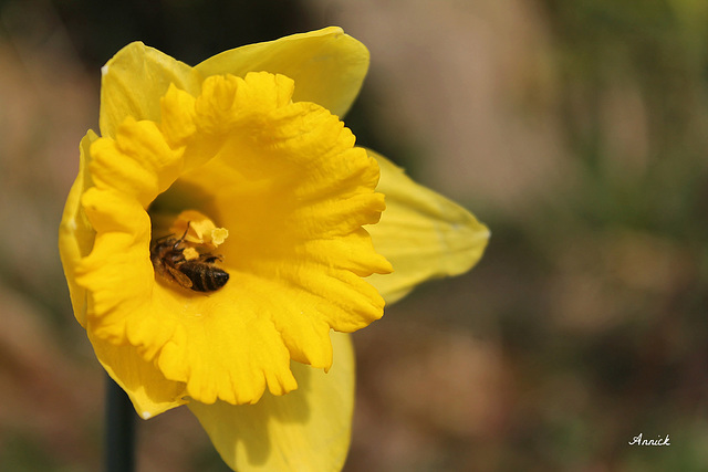 Narcisse fleur du printemps !