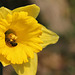 Narcisse fleur du printemps !