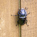 Female Stag Beetle