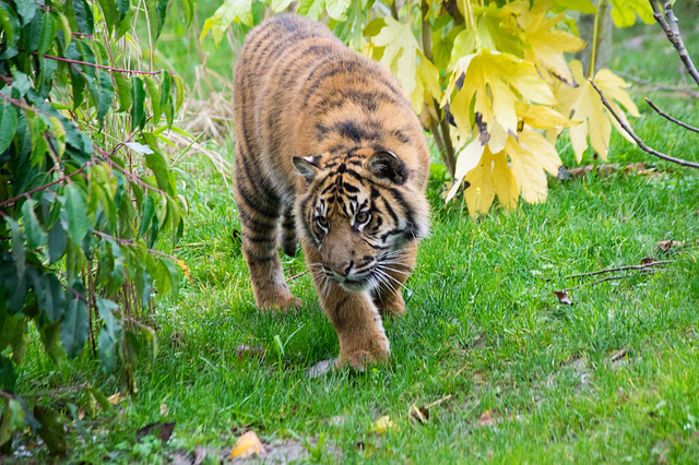 Tiger cubon the prowl.