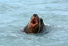 Alaska, Valdez, Ferocious Sea Lion
