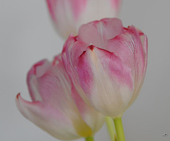 Tulpe 2