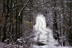 Eine Wanderung durch den Winterwald - A hike through the winter forest