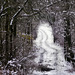 Eine Wanderung durch den Winterwald - A hike through the winter forest