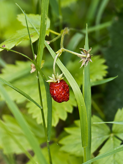 The small wild strawberry... red