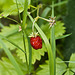 The small wild strawberry... red