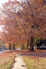 Fall Tree 1985