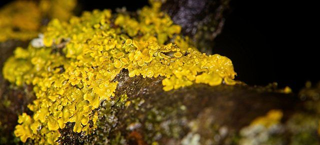 Die leuchtenden Flechten am Baumstamm :))  The luminous lichens on the tree trunk :))  Les lichens lumineux sur le tronc d'arbre :))
