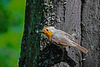 Ein Rotkehlchen im Eichenwald - A robin in the oak forest