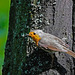 Ein Rotkehlchen im Eichenwald - A robin in the oak forest