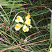 gbw - toadflax