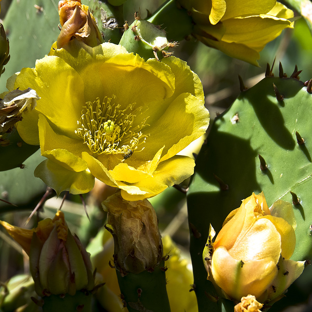 Inside the cactus flower