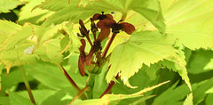 20190528 4836CPw [D~LIP] Gold-Ahorn (Acer shiras 'Aureum'), Frucht, Bad Salzuflen