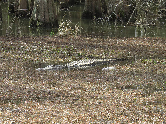 A large alligator (about 3-4 m long)