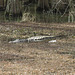 A large alligator (about 3-4 m long)
