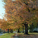 Fall Tree 1988