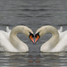 Burton mere swan