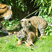 Tiger cubs (4)