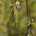 Silver birch (Betula pendula) catkins