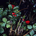 Green Leaves and Red Berries (1)