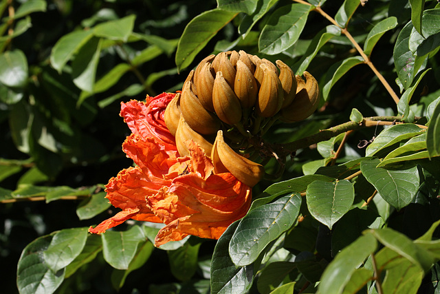 african tulip tree