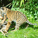 Tiger cubs 2