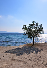 arbre solitari a Formentor (© Buelipix)