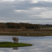Burton Mere wetlands panorama