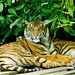Tiger cubs7