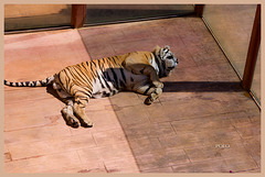 El tigre de Bengala [Panthera tigris tigris] + (2 PiP)