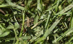 Frog in the Grass