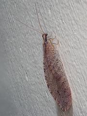 Giant Lacewing Fly