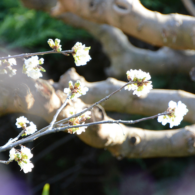 fleurs cerisier, troncs