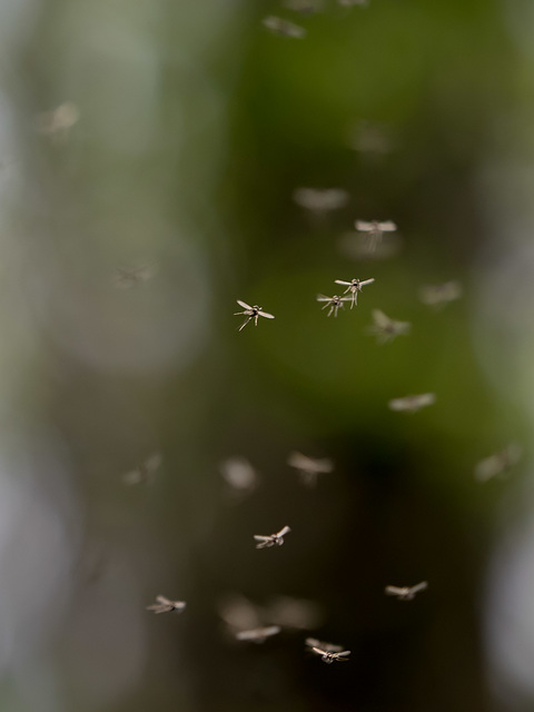 Swarming Gnats