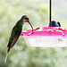 Green Hermit Hummingbird female, Asa Wright Nature Centre, Trinidad