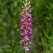 Platanthera peramoena (Purple Fringeless orchid)