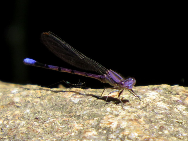A very tiny Damsel Fly