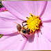 Also a bee... ©UdoSm