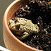 American toad in a flower pot