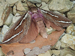 Giant Swift Moth