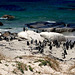 Cape Town - Simon's Town - Pinguini Africani