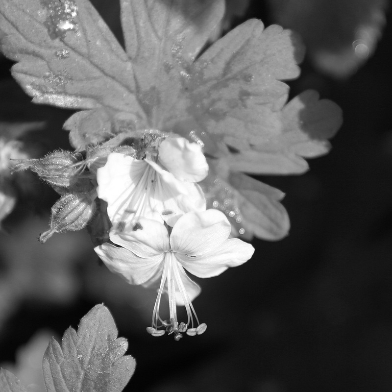 Geranium species edited-1