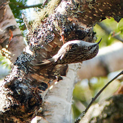 Day 7, Brown Creeper, Tadoussac