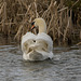 Burton swan