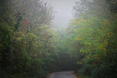 Autumnal fog