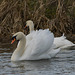 Burton swans 2