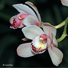 MG 2854 Orchidée Cymbidium  (blog)