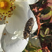 20200521 7668CPw [D~MI] Bibernell-Rose (Rosa spinosissima), Seidenhaariger Schnellkäfer (Prosternon tesselatum), Hille
