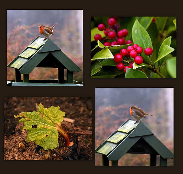 Robin, Rhubarb and Red Berries. Robin, Rhubarb and Red Berries.