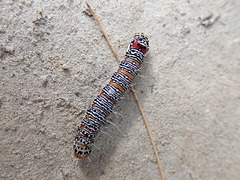 Australian Grapevine Moth caterpillar